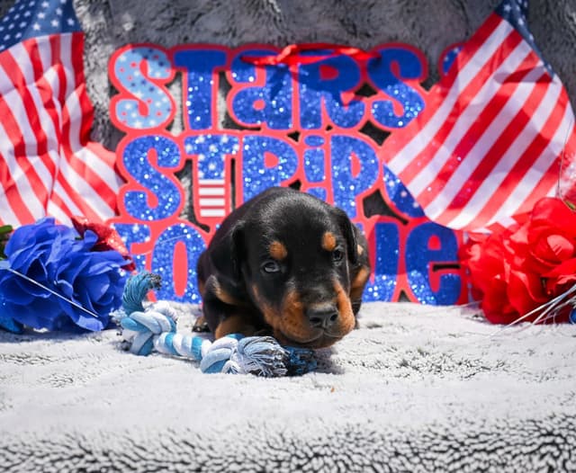 Doberman Pinscher Puppies media 4