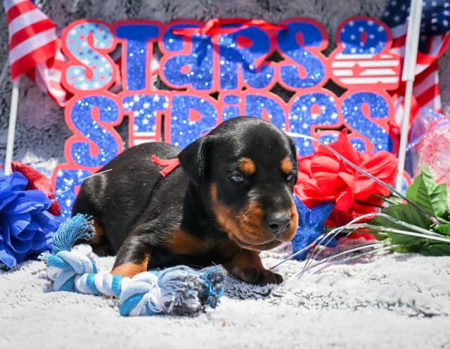 Doberman Pinscher Puppies media 5