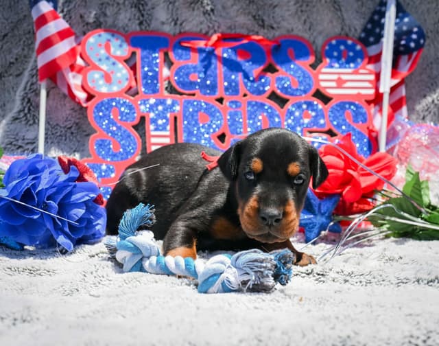 Doberman Pinscher Puppies media 6