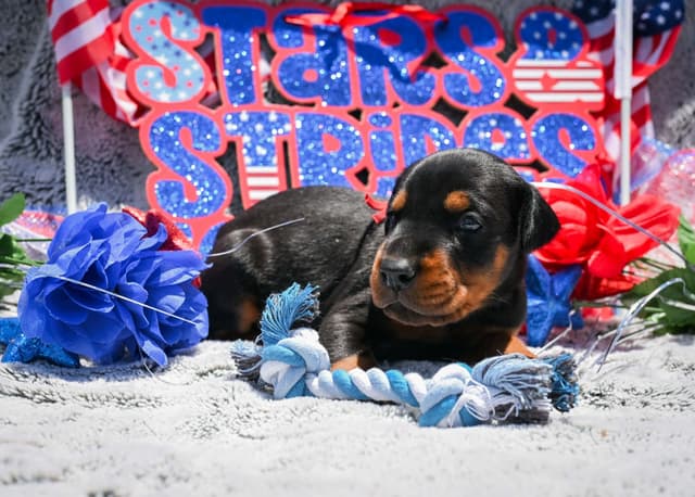 Doberman Pinscher Puppies media 7