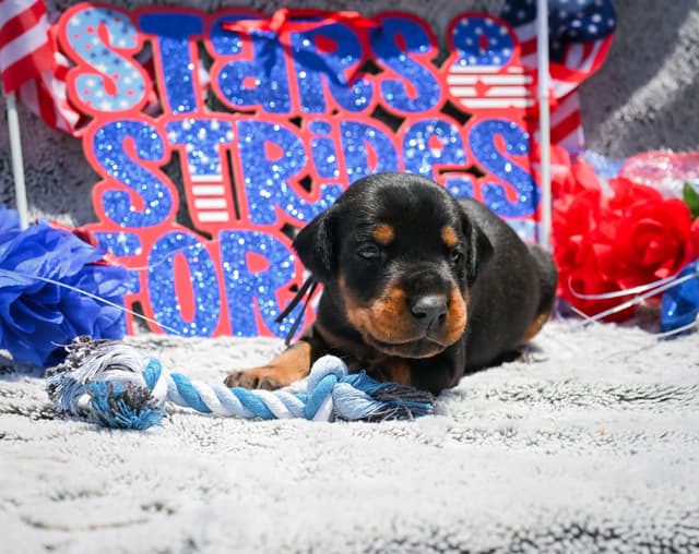 Doberman Pinscher Puppies media 8