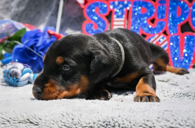 Doberman Pinscher Puppies media 10