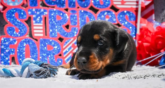 Doberman Pinscher Puppies media 11