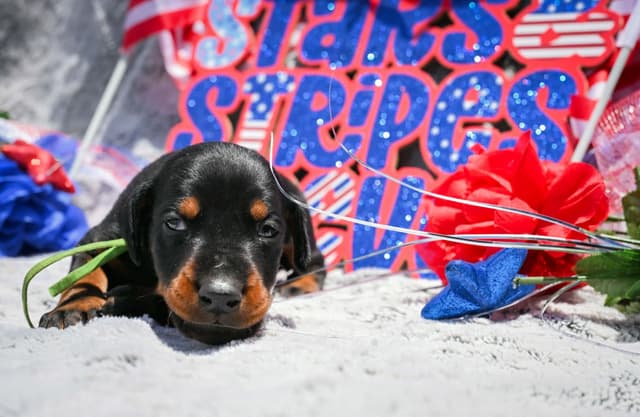 Doberman Pinscher Puppies media 13