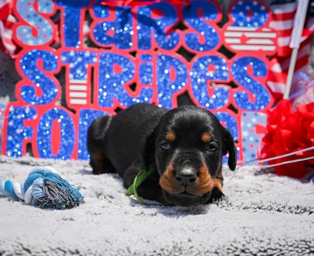 Doberman Pinscher Puppies media 14