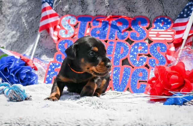 Doberman Pinscher Puppies media 15