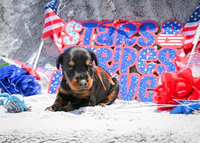 Doberman Pinscher Puppies media 16