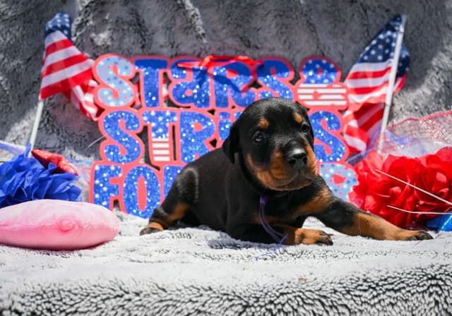 Doberman Pinscher Puppies media 17