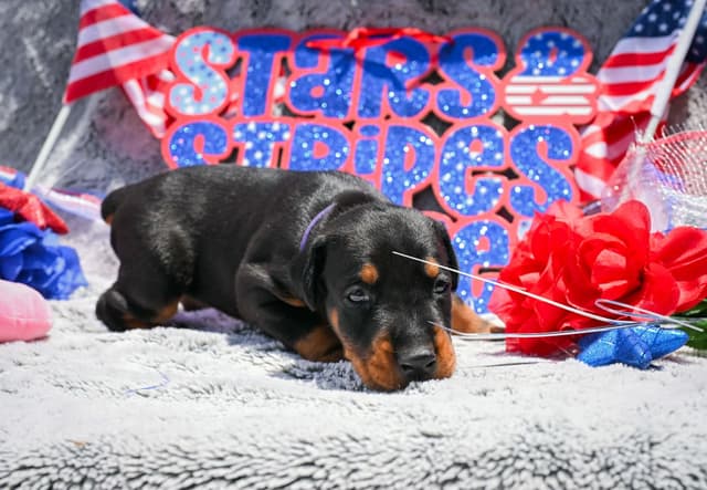 Doberman Pinscher Puppies media 18