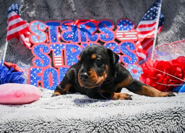 Doberman Pinscher Puppies media 19
