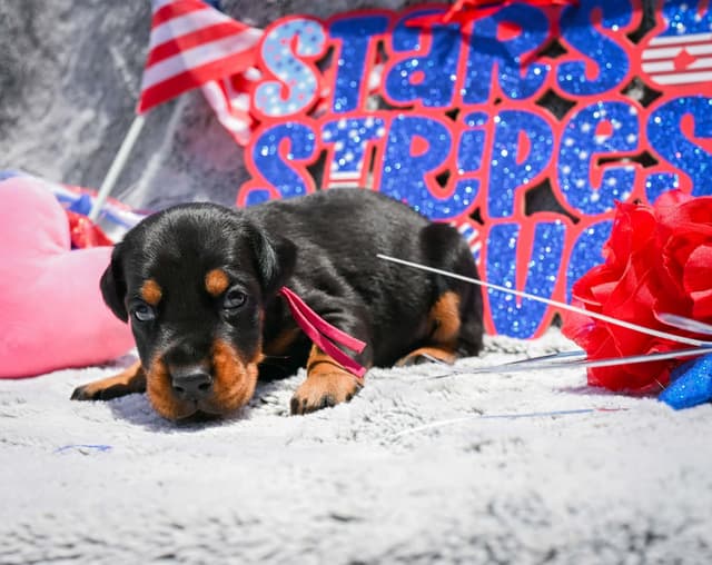 Doberman Pinscher Puppies media 21