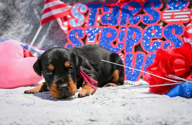Doberman Pinscher Puppies media 23
