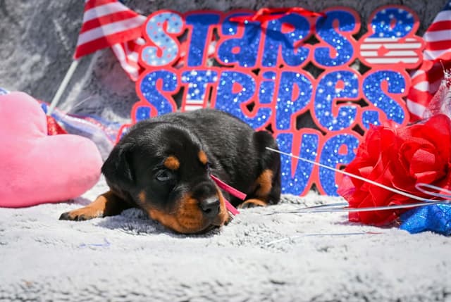 Doberman Pinscher Puppies media 22