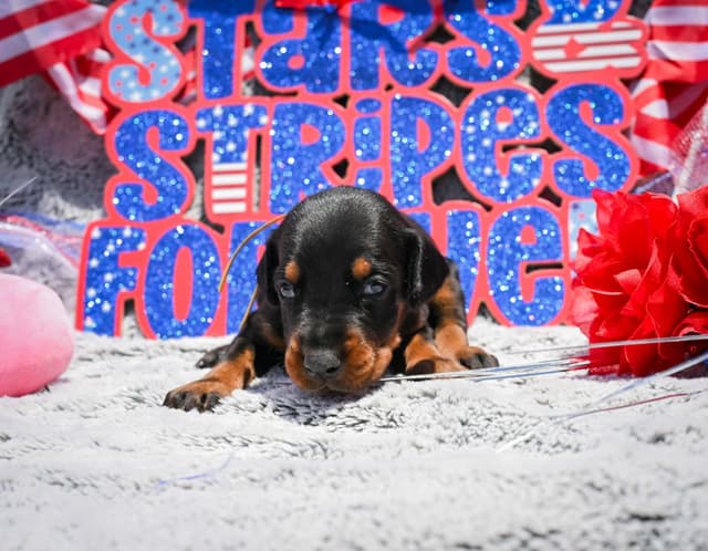 Doberman Pinscher Puppies media 24