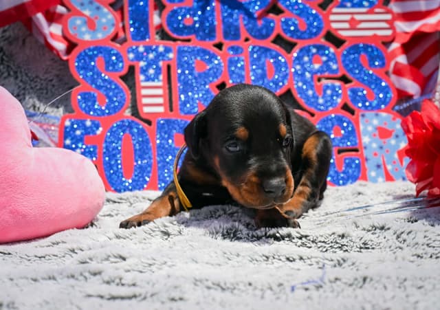 Doberman Pinscher Puppies media 25