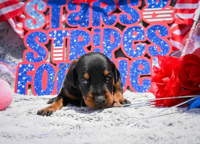 Doberman Pinscher Puppies media 26