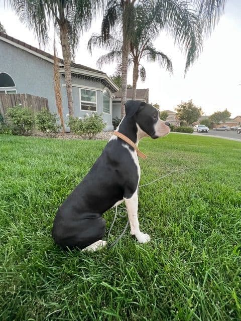 Boxer Puppies- 2 Males media 5