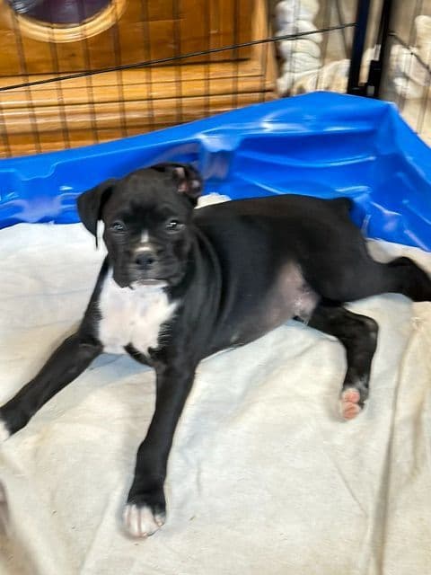 Boxer Puppies- 2 Males media 3