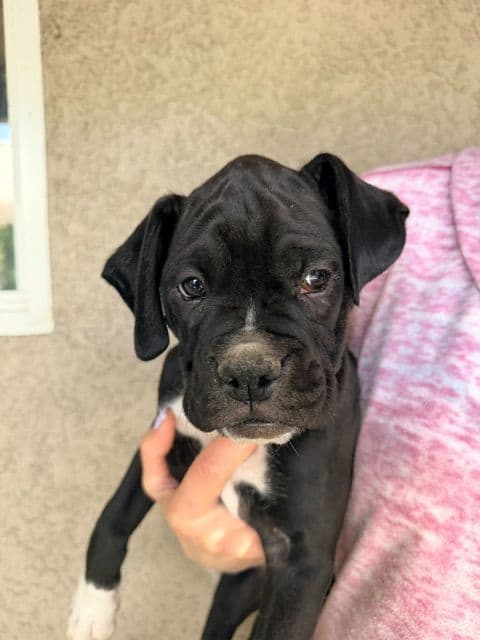 Boxer Puppies- 2 Males media 2