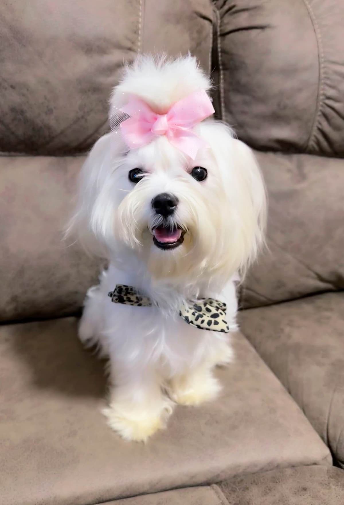 Maltese Puppies breeder image 1