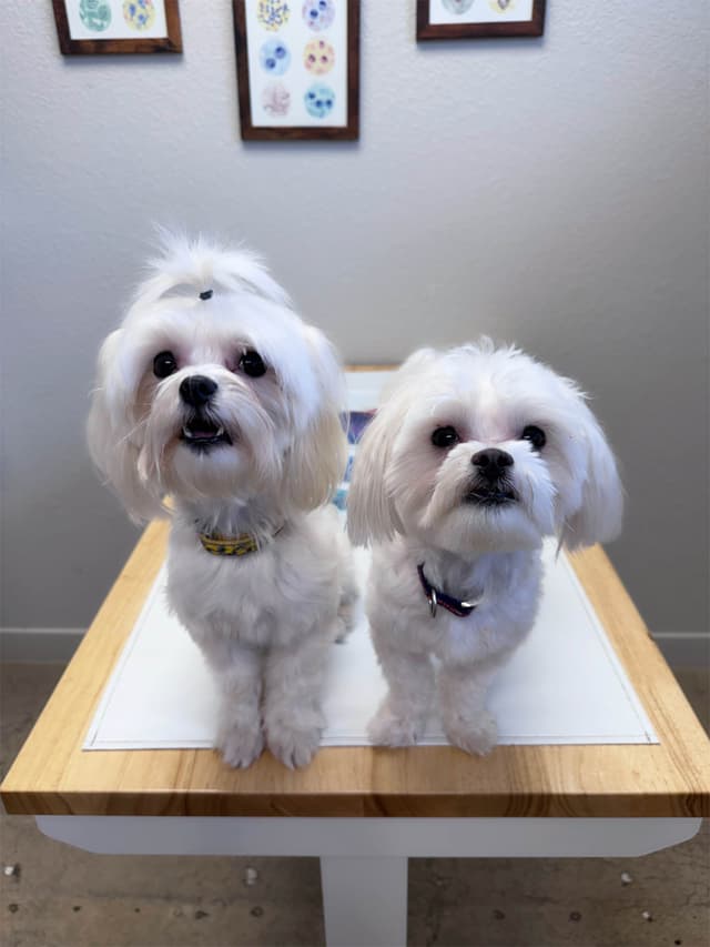 Maltese Puppies media 2