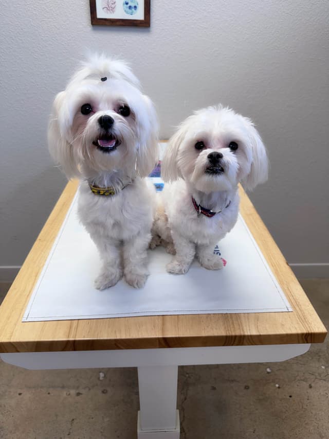 Maltese Puppies media 3