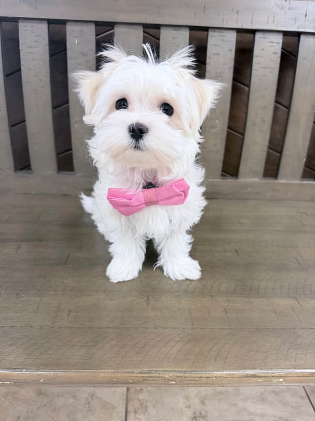 Maltese Puppies media 4