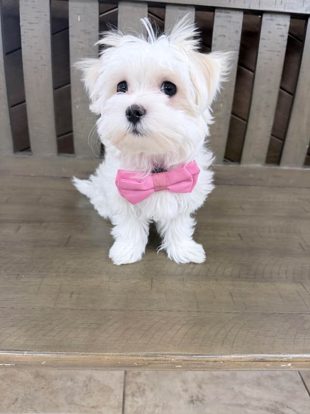 Maltese Puppies media 7