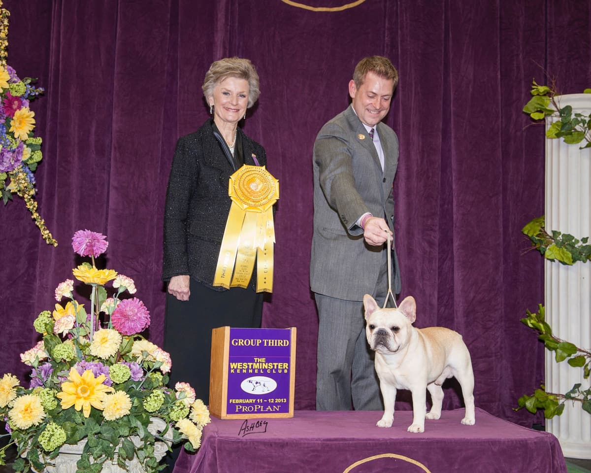 French Bulldog Puppies breeder image 5