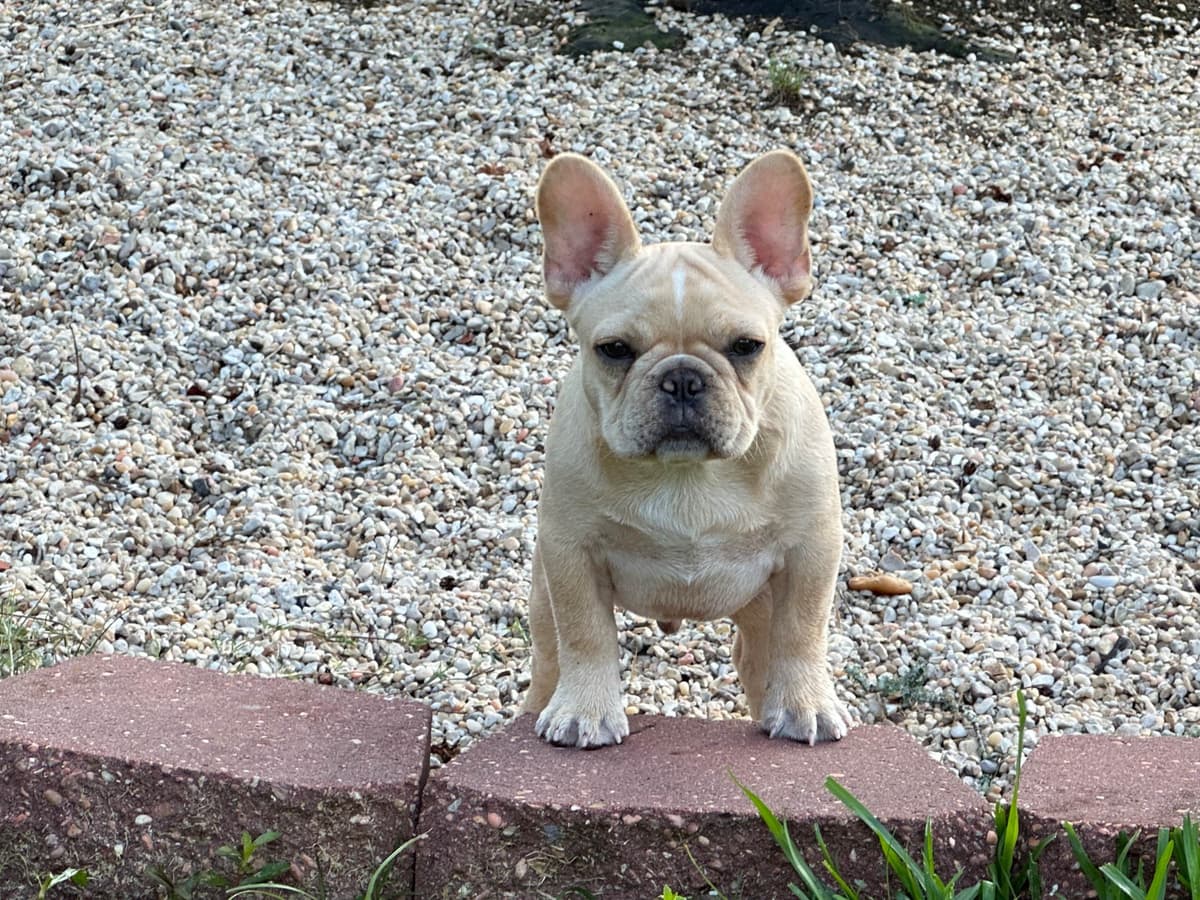 French Bulldog Puppies breeder image 6