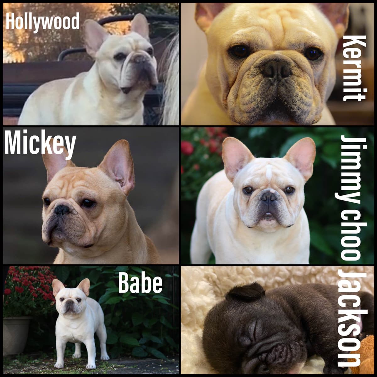 French Bulldog Puppies breeder image 9