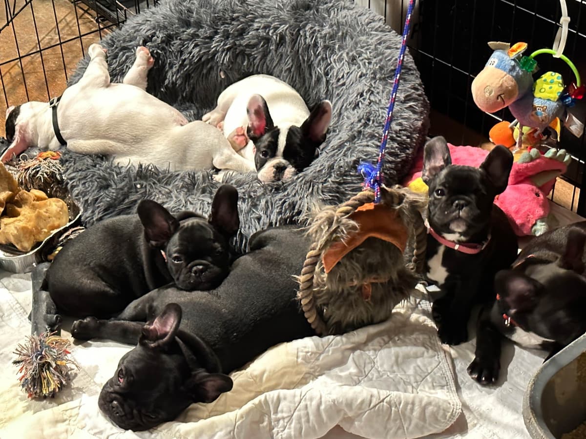 French Bulldog Puppies breeder image 10