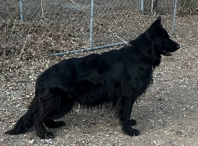 Pure Black and Black and Red Puppies media 2