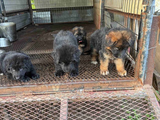 Pure Black and Black and Red Puppies media 3