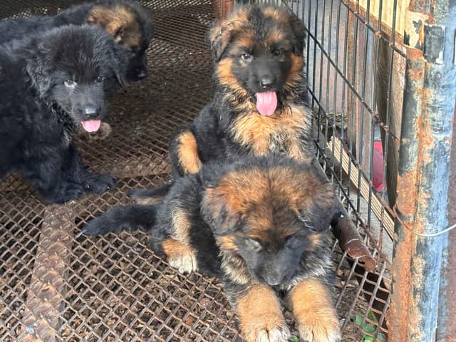 Pure Black and Black and Red Puppies media 5