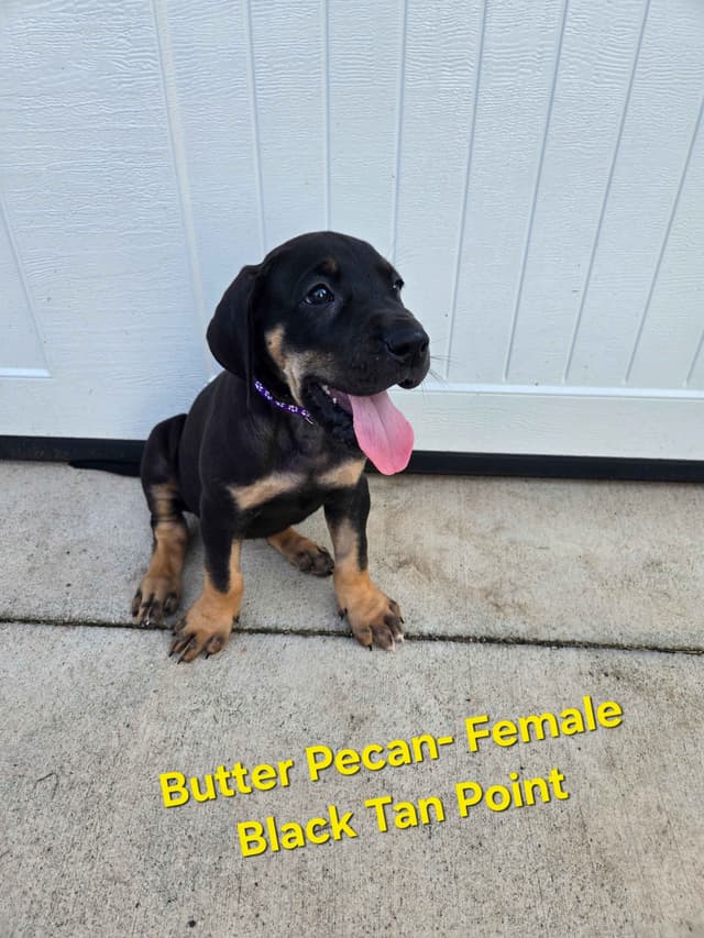 Great Dane Puppies media 2