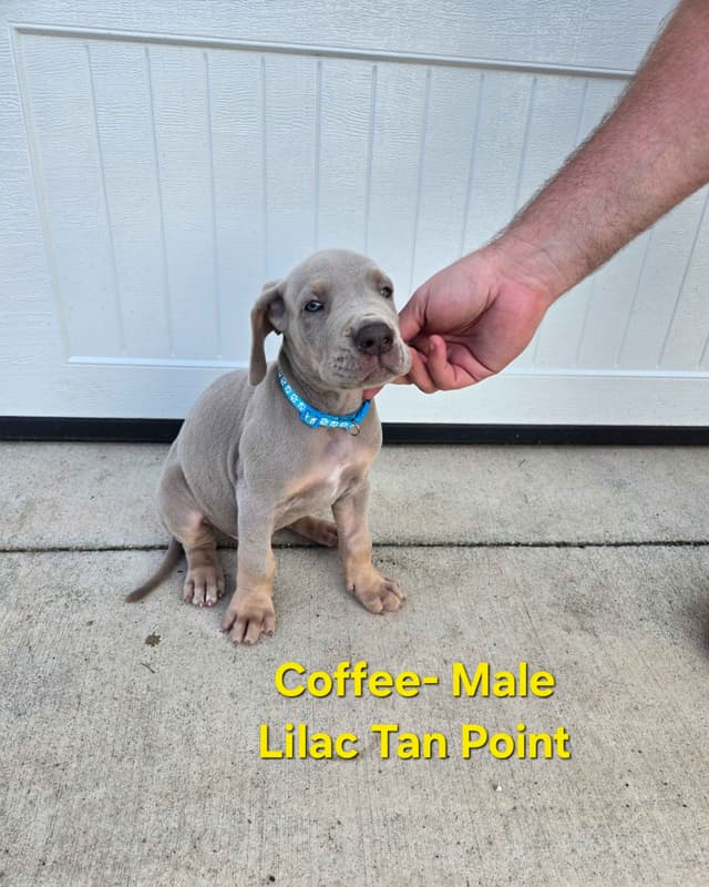 Great Dane Puppies media 3