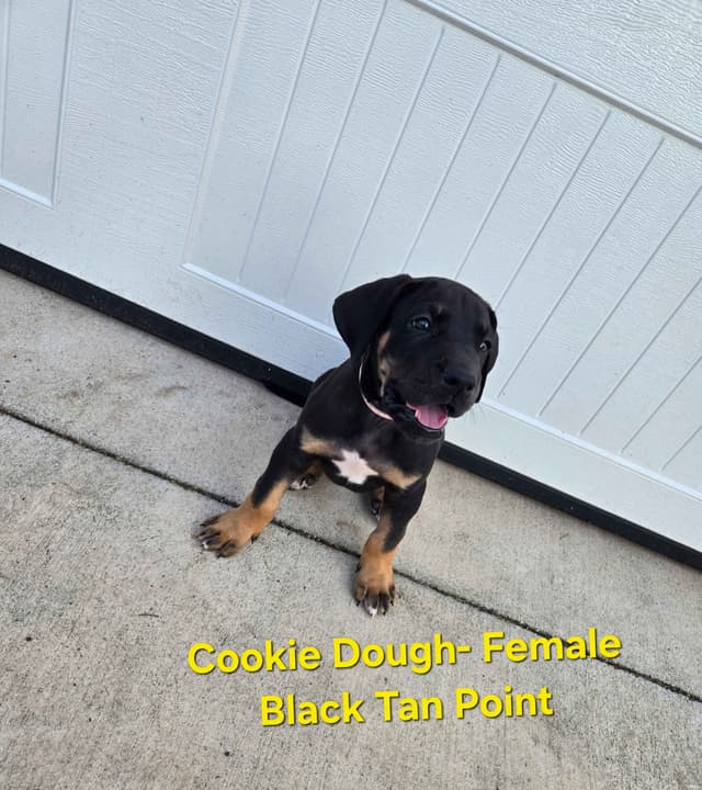 Great Dane Puppies media 4