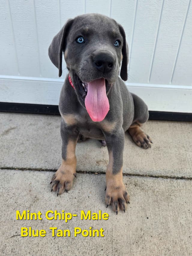 Great Dane Puppies media 5