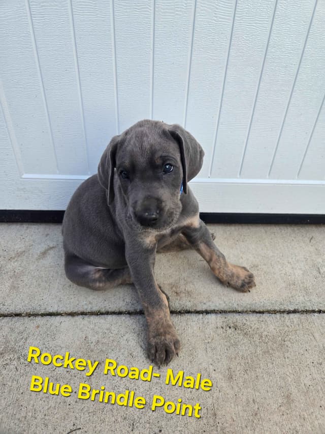 Great Dane Puppies media 6