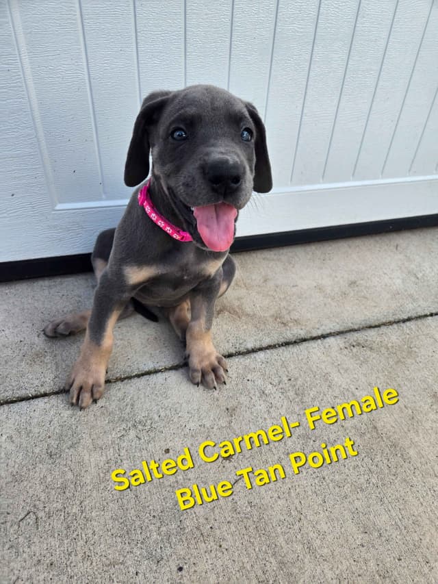 Great Dane Puppies media 7