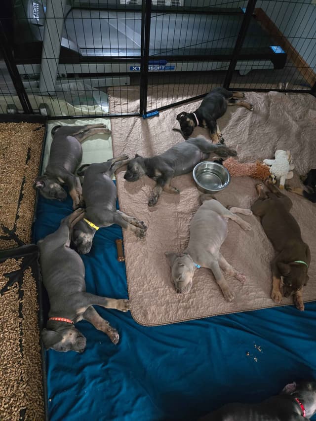 Great Dane Puppies media 11