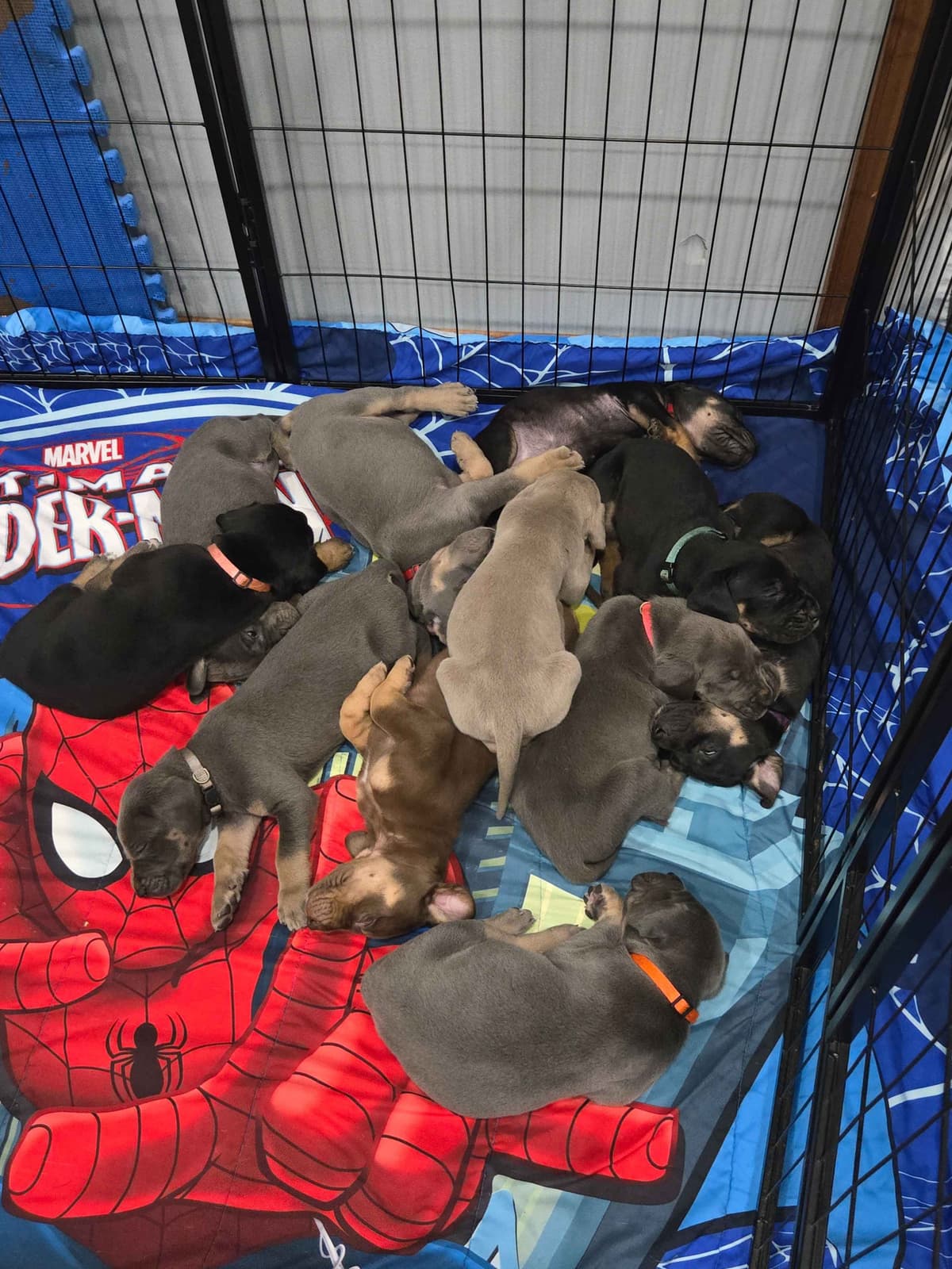 Great Dane Puppies breeder image 3