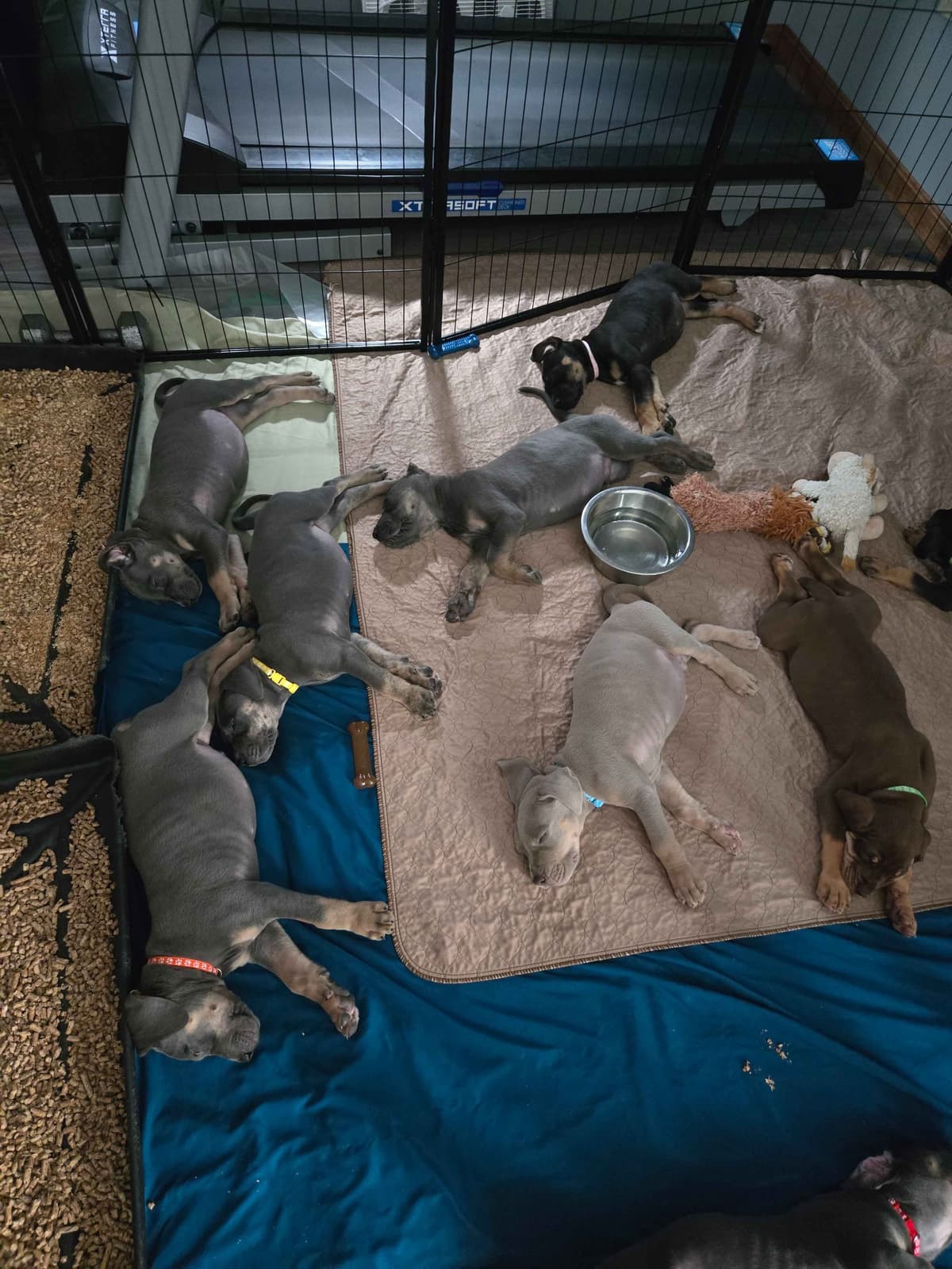 Great Dane Puppies breeder image 4