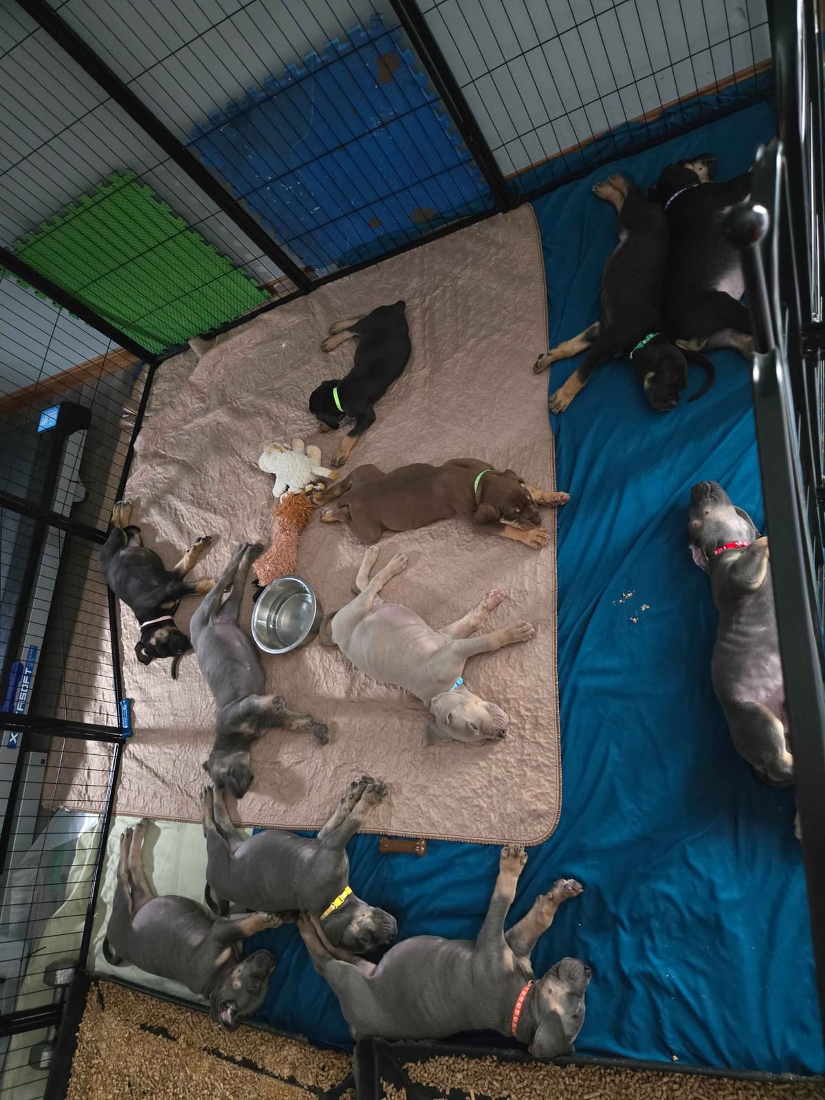 Great Dane Puppies breeder image 5