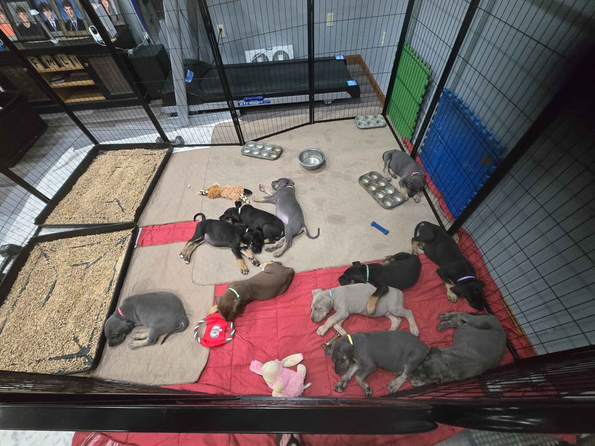 Great Dane Puppies breeder image 6