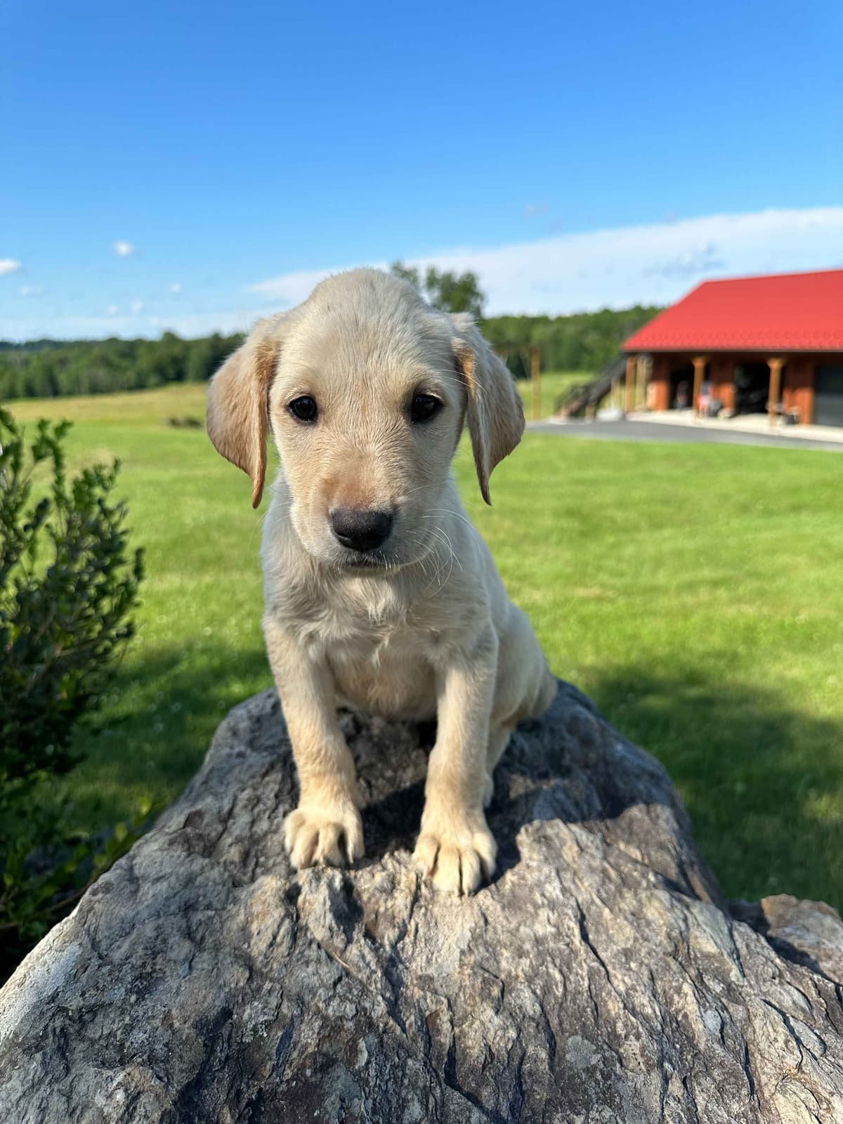 Dachshund Puppies breeder image 1