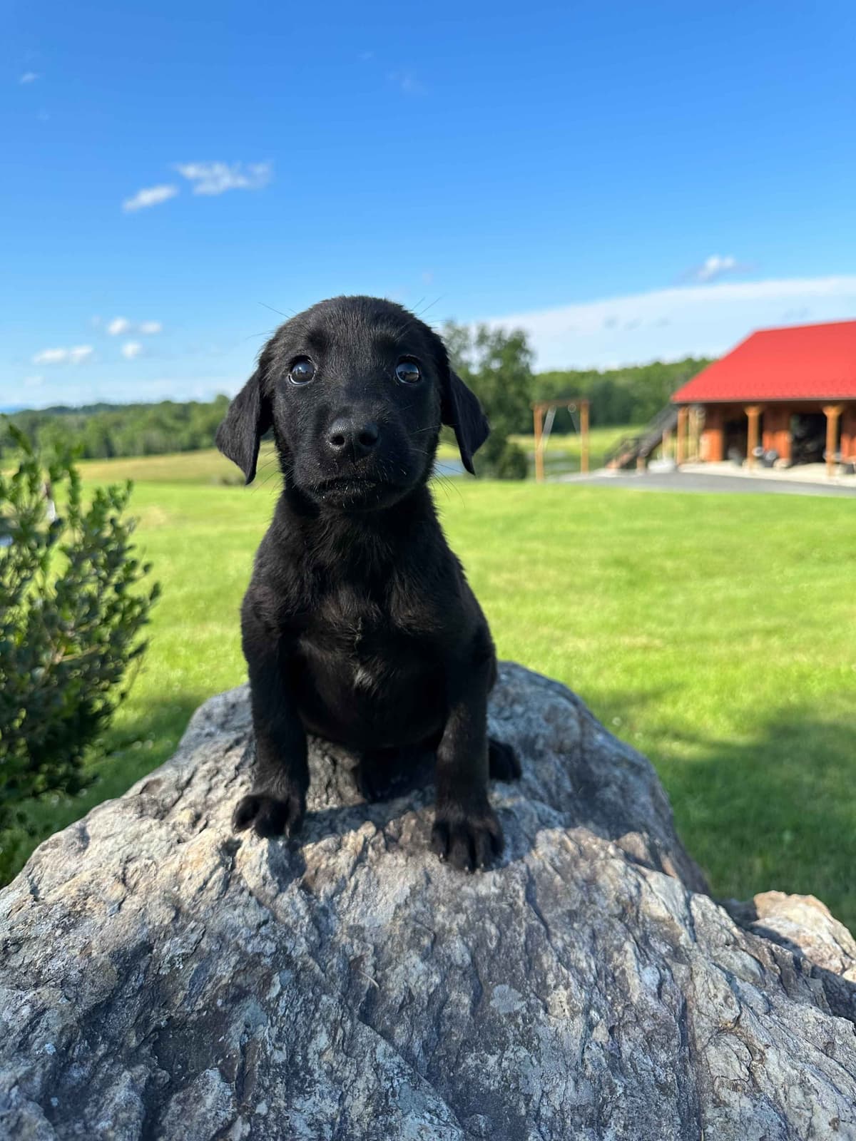 Dachshund Puppies breeder image 4