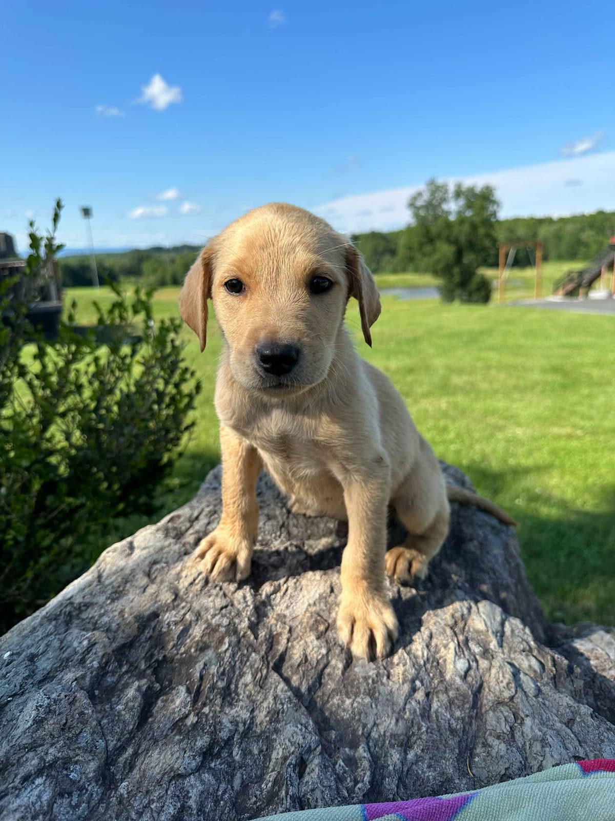 Dachshund Puppies breeder image 3