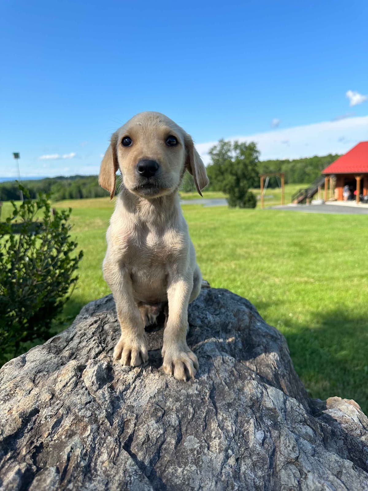 Dachshund Puppies breeder image 5